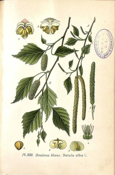 Береза повислая Ботаническая иллюстрация