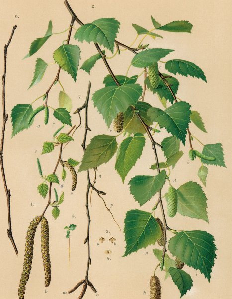 Береза повислая листья