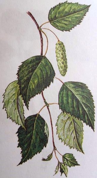 Береза повислая Ботанический рисунок