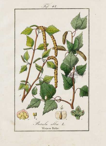 Плоды березы повислой