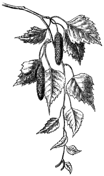 Береза пушистая Betula pubescens