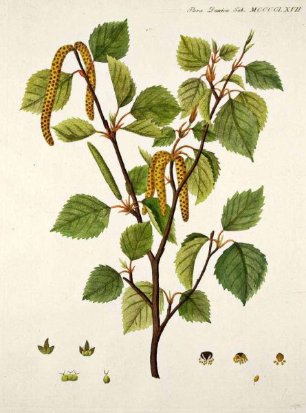 Зарисовки веток