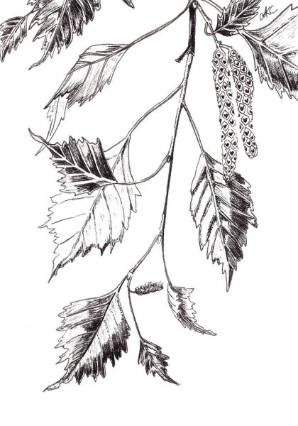 Betula pendula Ботанический рисунок