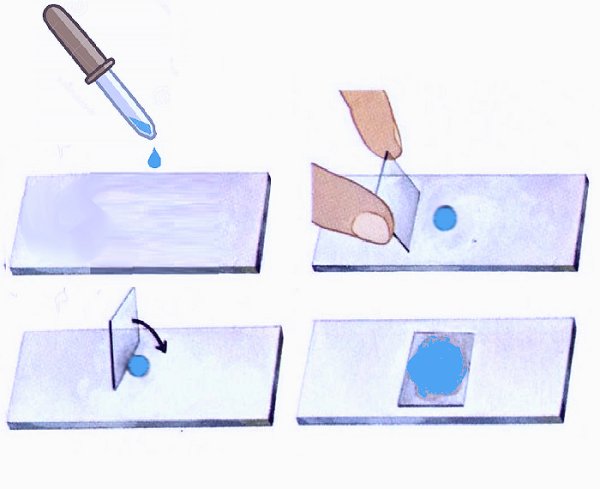 Метод раздавленная капля