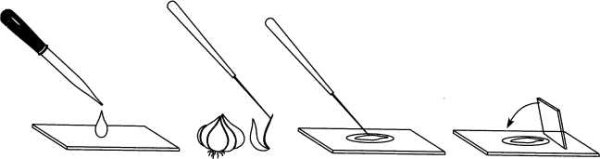 Приготовление препарата раздавленная капля микробиология