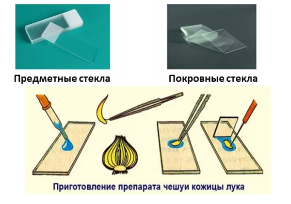 Приготовления микропрепарата чешуи