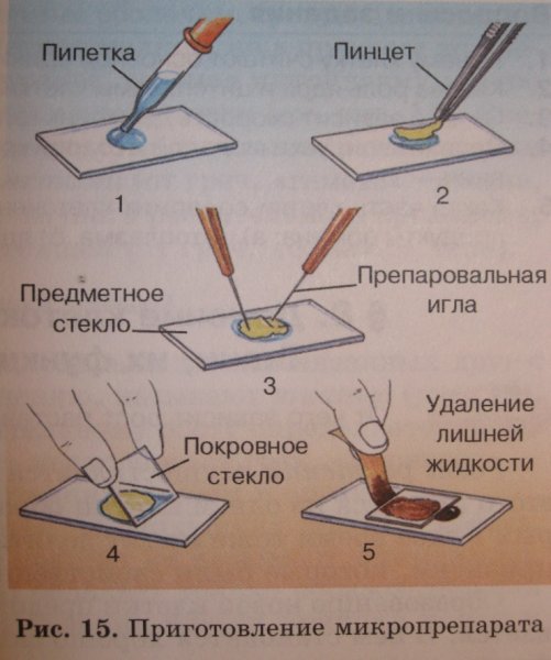 Метод раздавленной капли микробиология