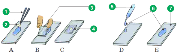 Мазки на предметном стекле