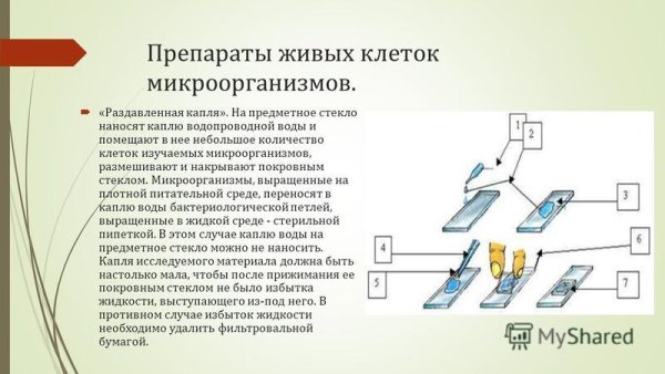 Предметное стекло и покровное стекло