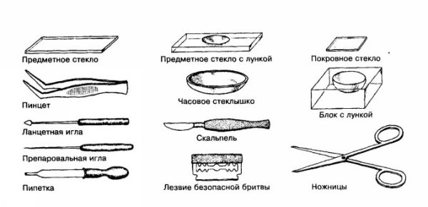 Предметные и покровные стекла