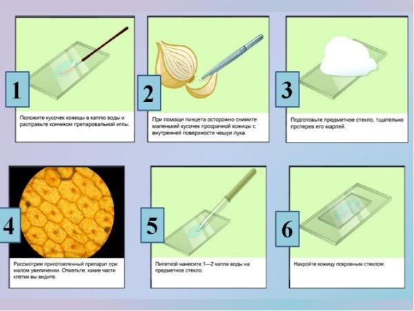 Микропрепарат кожицы чешуи лука