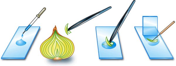 Вода на предметном стекле