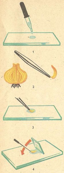 Приготовления микропрепарата чешуи лука