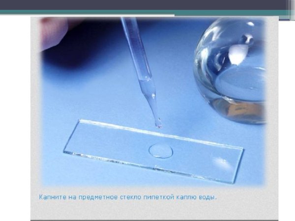 Метод висячей капли микробиология