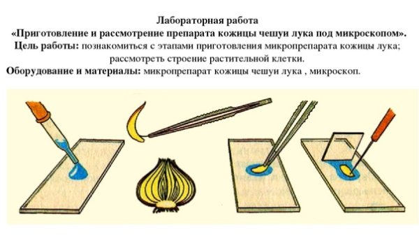 Покровное стекло предметное стекло 5 класс биология