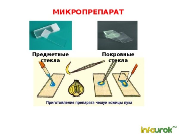 Предметное стекло в химии