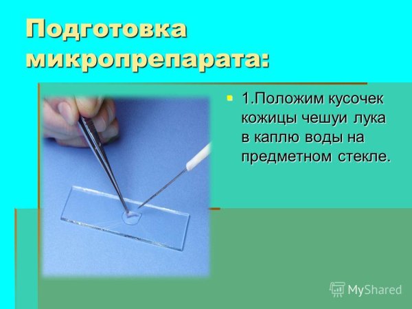 Мазок крови алгоритм