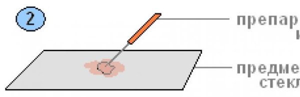 Методика приготовления фиксированных препаратов мазков