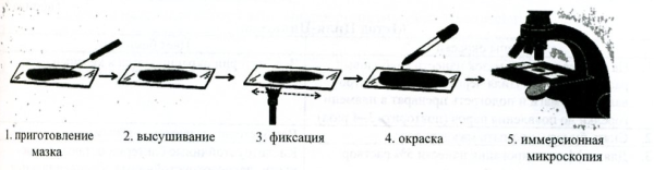 Строение клетки кожицы чешуи лука
