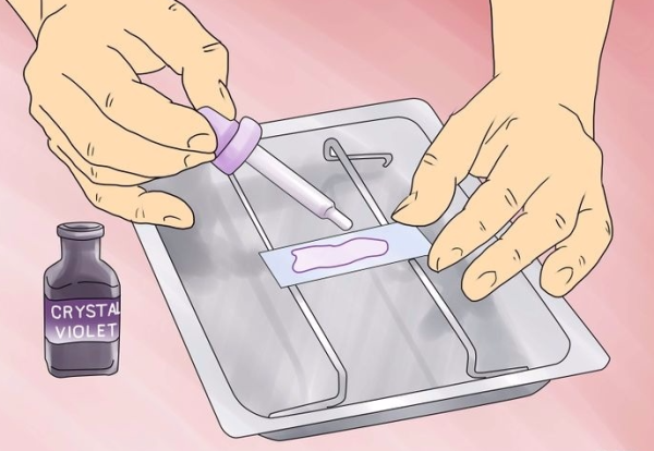 Приготовление препарата кожицы лука рисунок