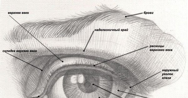 Строение глаза человека для художников