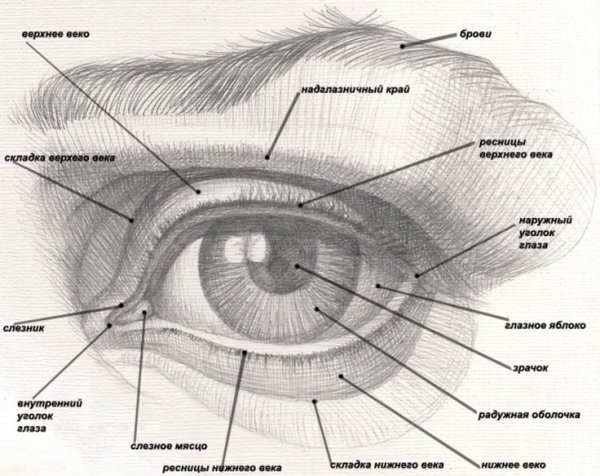 Строение глаза человека схема