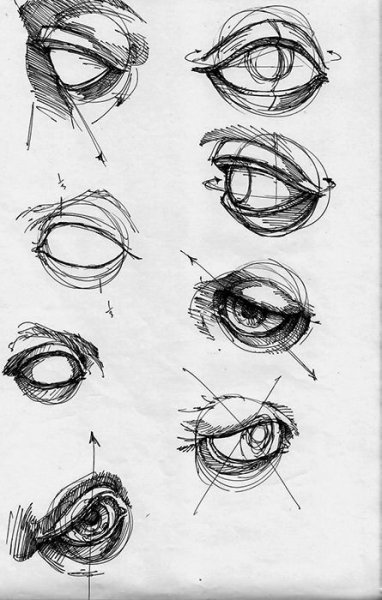 Баммес анатомия глаз