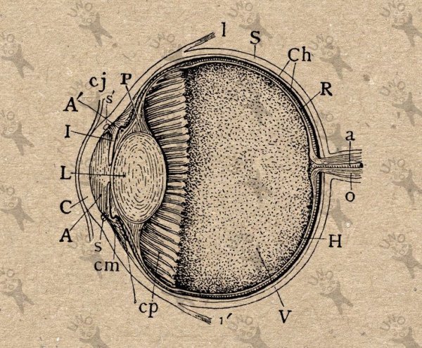 Картина глаз человека анатомия