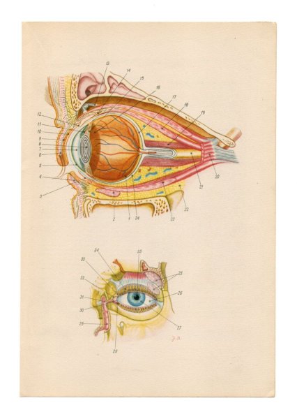 Анатомическое рисование глаза