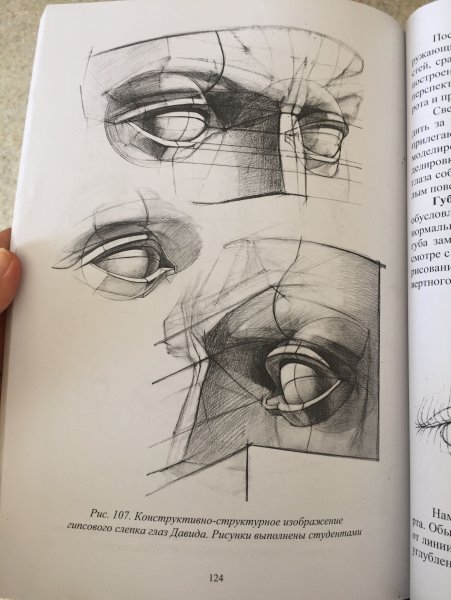 Строение глаза Баммес