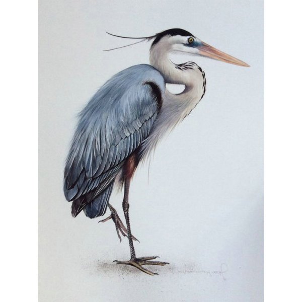 Рисование цапля