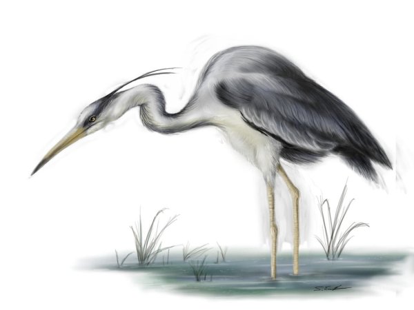Цапля рисунок