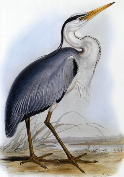 Малыши цапель