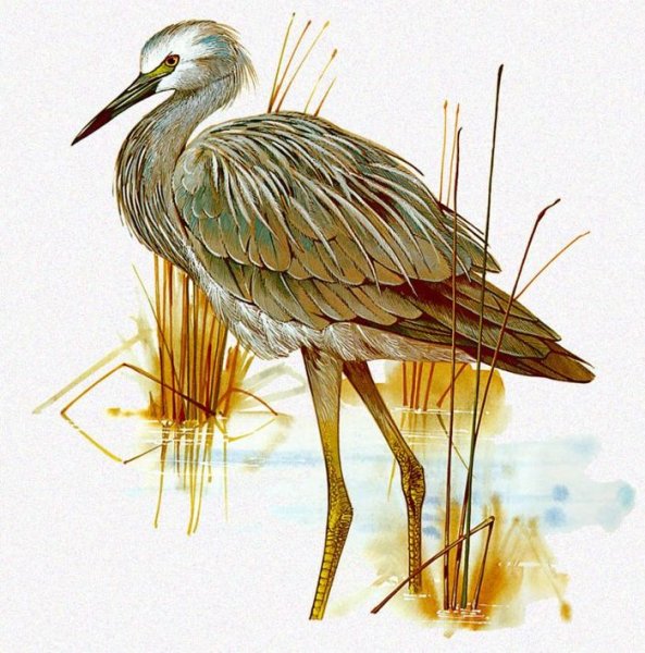 Цапля символ