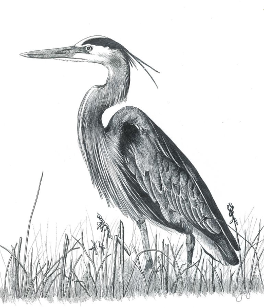 Цапля карандашом