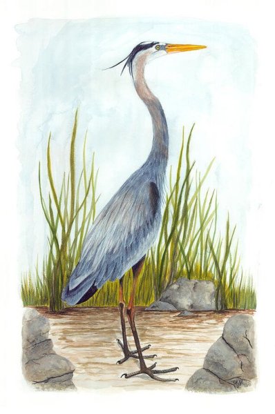 Цапля для детей