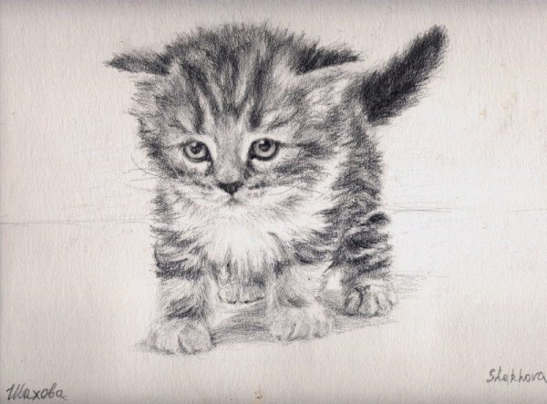 Картинки котят карандашом