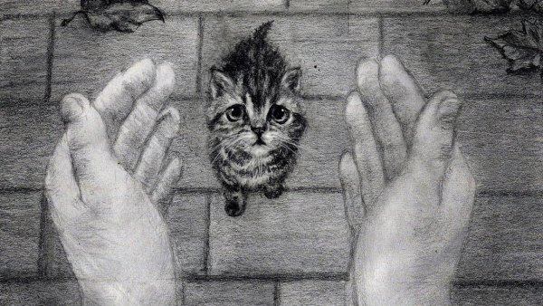 Рисунок на тему бездомные животные