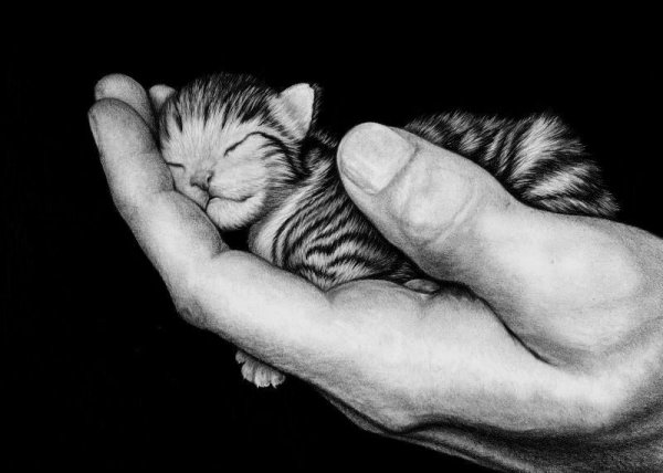 Котенок спит на ладошке