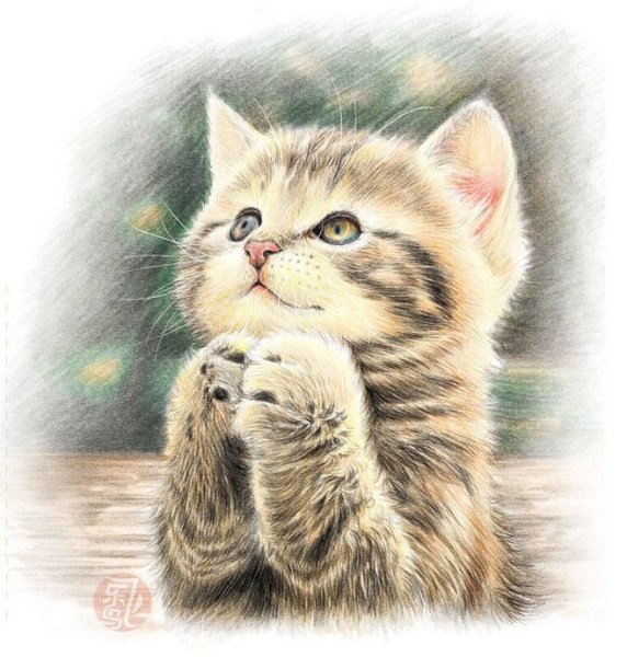 Умиление котик