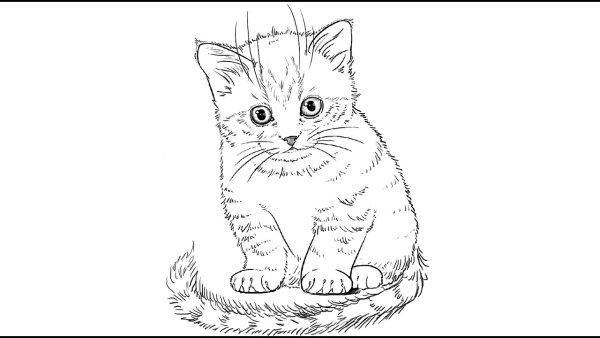 Рисунок котёнка карандашом для детей