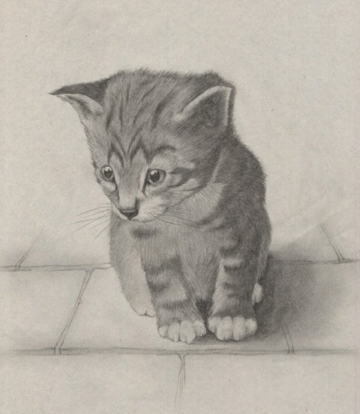 Котёнок рисунок карандашом