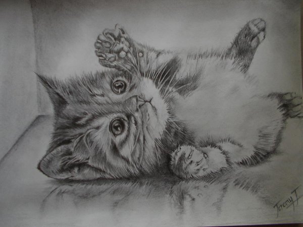 Нарисовать котенка карандашом
