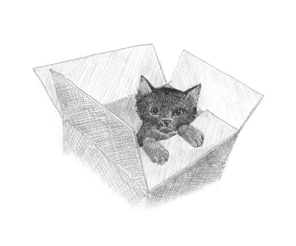 Книга котёнок Пуговка Холли веб