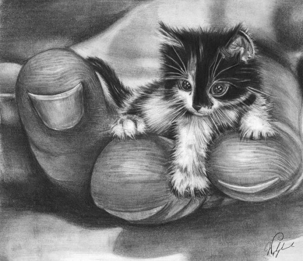 Маленькие коты карандашом