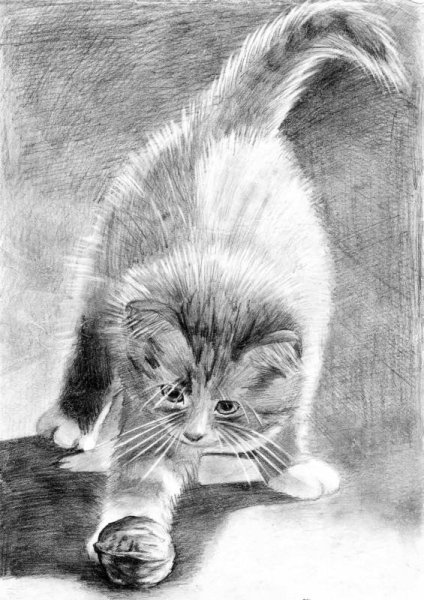 Котенок под карандаш