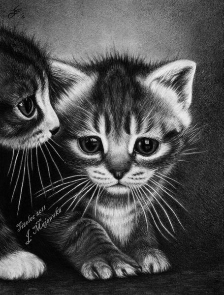 Нарисовать котенка