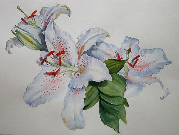 Лилии акварельными карандашами