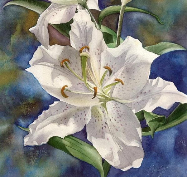 Ботаническая живопись акварелью Лилия