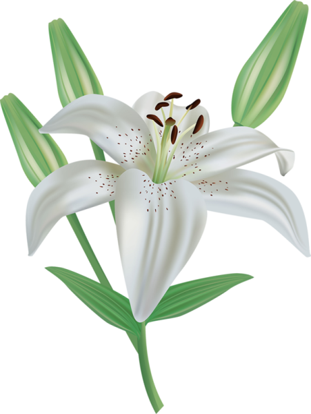 Лилия (Lilium Petacas